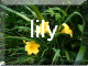 a.lily