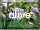 k.olive